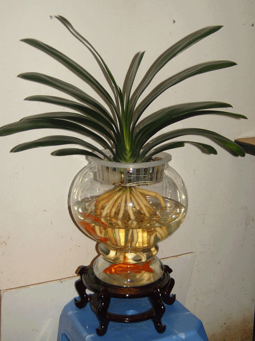 适合水培又好养的植物（这些植物都可水培）(23)