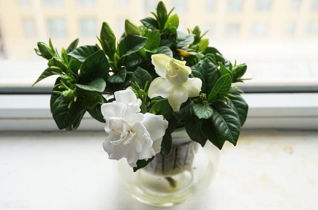 适合水培又好养的植物（这些植物都可水培）(27)