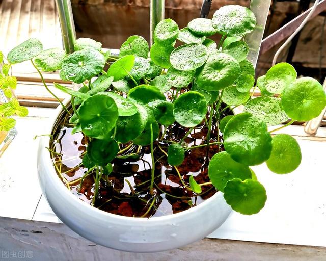 适合水培又好养的植物（这些植物都可水培）(3)