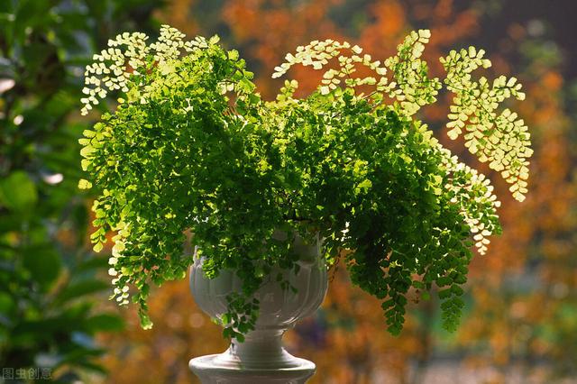 适合水培又好养的植物（这些植物都可水培）(34)