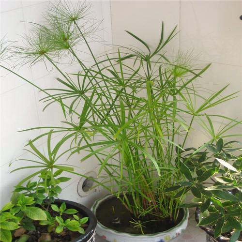 适合水培又好养的植物（这些植物都可水培）(26)