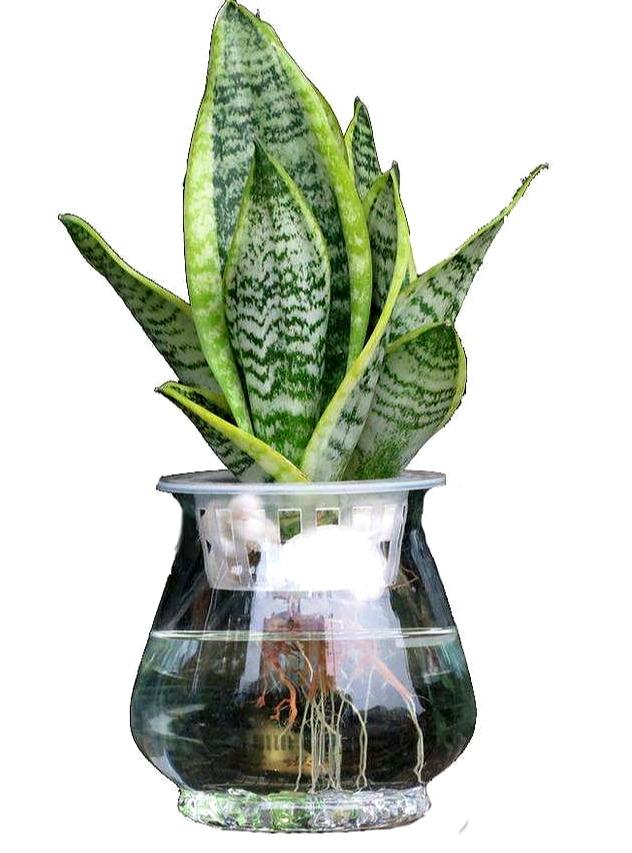 适合水培又好养的植物（这些植物都可水培）(13)