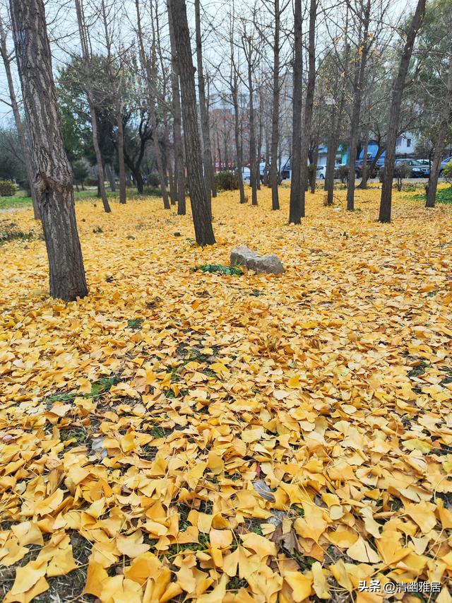 立冬问候语温暖人生(早安晨语立冬来临寒意浓)(1)