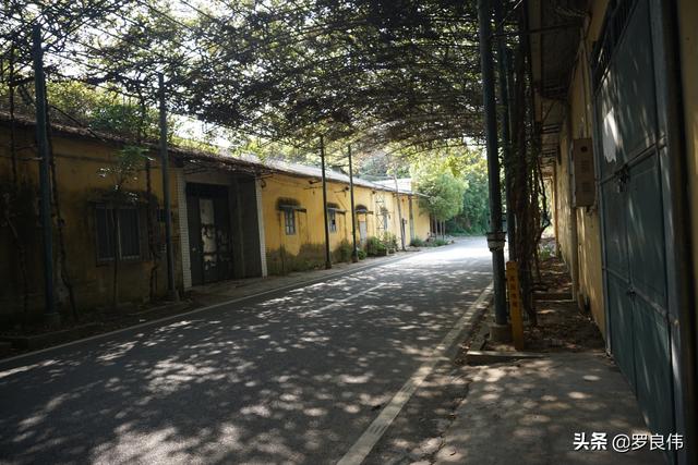 163师老兵（我在163师的那些年）(20)