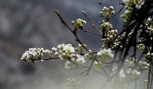 一树梨花压海棠是什么意思,一树梨花压海棠是什么意思图4