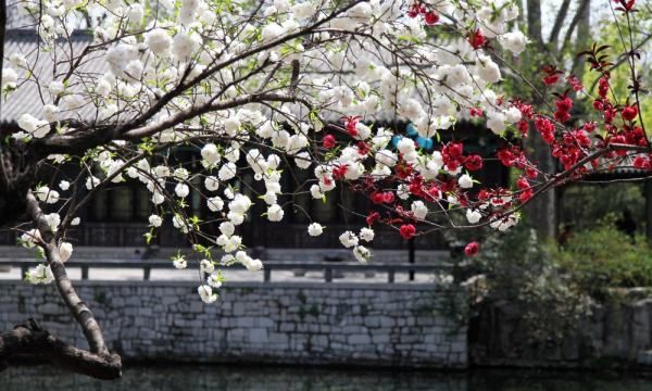 一树梨花压海棠是什么意思,一树梨花压海棠是什么意思图2