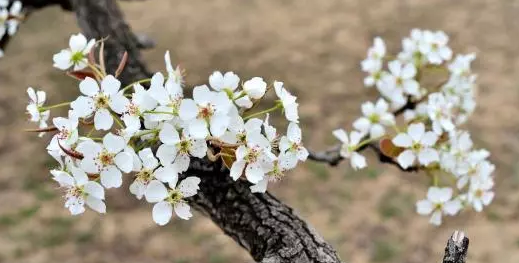 一树梨花压海棠是什么意思,一树梨花压海棠是什么意思图3