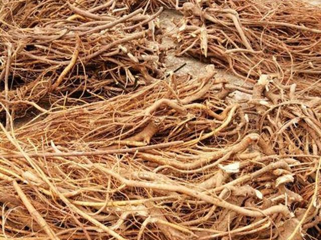 五指毛桃煲鸡正确做法(香气扑鼻的五指毛桃炖鸡)(2)