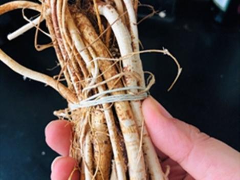 五指毛桃煲鸡正确做法(香气扑鼻的五指毛桃炖鸡)(3)