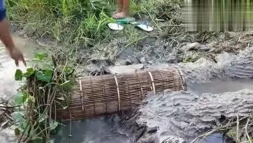 怎样在一个小池塘里抓虾(捉鱼捞虾的N种方式)(2)