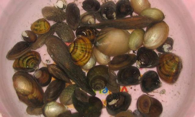 怎样在一个小池塘里抓虾(捉鱼捞虾的N种方式)(4)