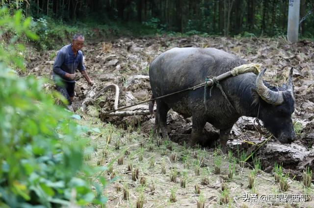 怎样在一个小池塘里抓虾(捉鱼捞虾的N种方式)(1)