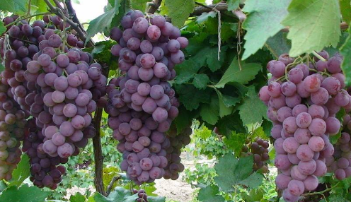 葡萄上的白霜是什么,葡萄上的白霜是什么图3