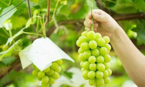 葡萄上的白霜是什么,葡萄上的白霜是什么图4