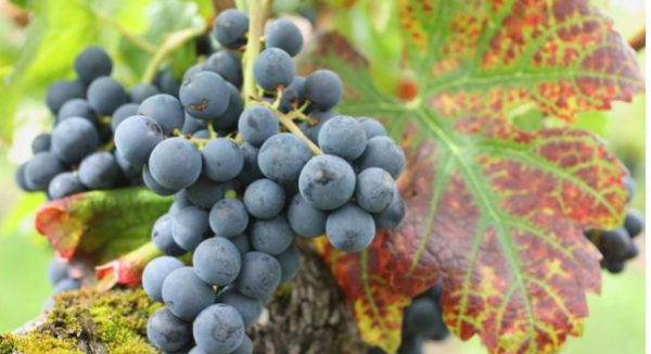 葡萄上的白霜是什么,葡萄上的白霜是什么图2