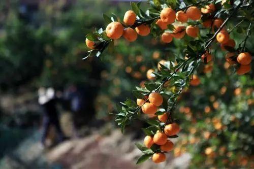 秋天真美到处都是五颜六色的叶子(带你领略张家港最美的秋天)(7)