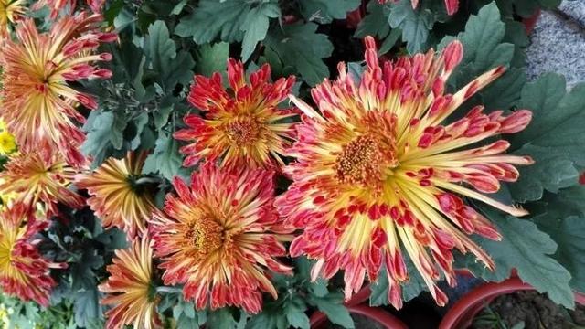 秋天真美到处都是五颜六色的叶子(带你领略张家港最美的秋天)(5)