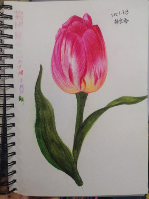 彩铅手绘教程(快速学会彩铅手绘)