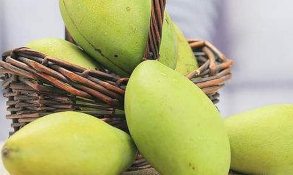 芒果有点生可以吃吗