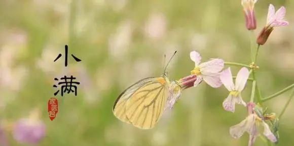 描写二十四节气的优美语句100字