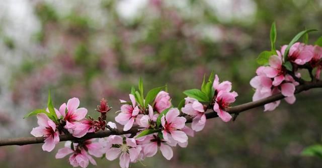 关于春天的句子，三年级写话描写春天的优美句子？图7