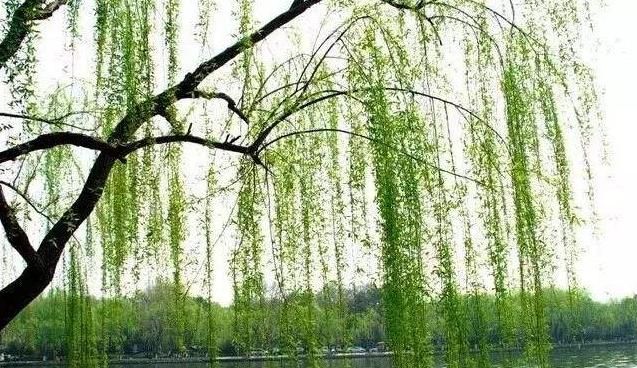 关于春天的句子，三年级写话描写春天的优美句子？图6