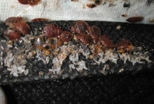 工厂宿舍有臭虫怎么办