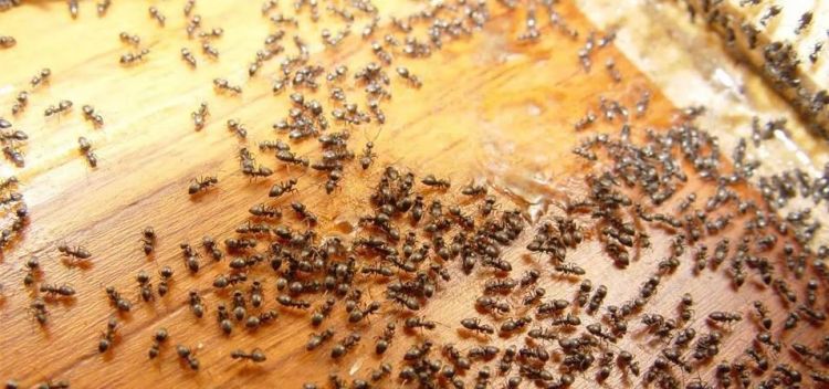 如何消灭家里的蚂蚁小妙方