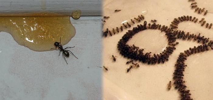 家里蚂蚁怎么彻底清除资料