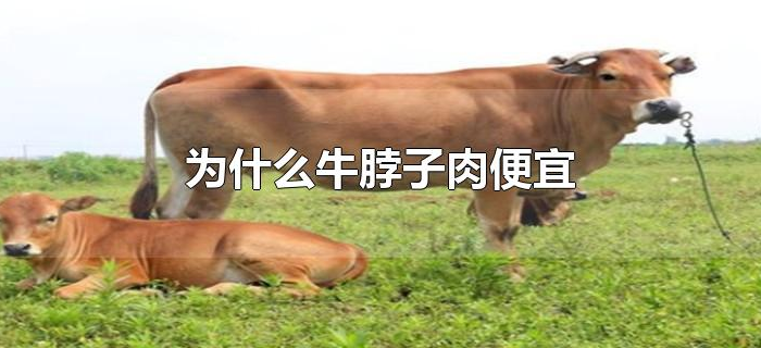 为什么牛脖子肉便宜