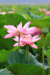 ​莲花的品质（莲花象征什么品质）