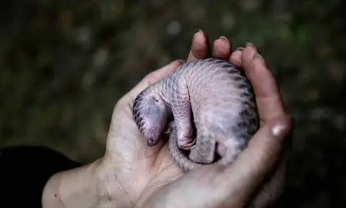 保护动物的宣传语,保护野生动物的宣传标语有哪些图2