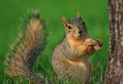 保护动物的宣传语,保护野生动物的宣传标语有哪些图4