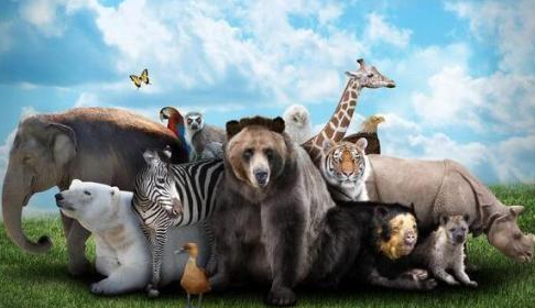 保护动物的宣传语,保护野生动物的宣传标语有哪些图3