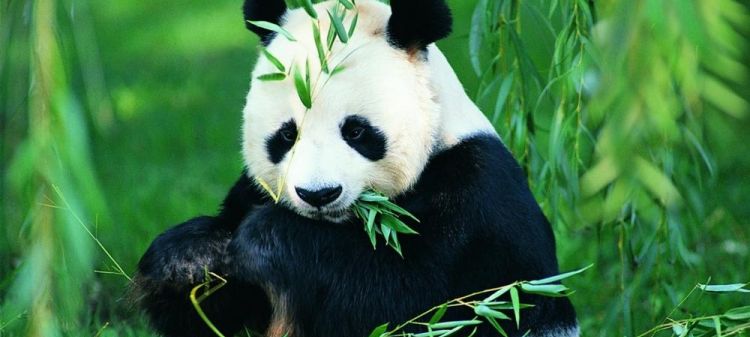 大熊猫吃什么肉