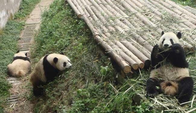 大熊猫除了吃竹叶，竹笋，竹子还吃什么