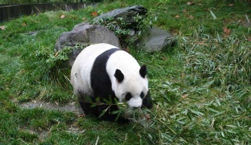 熊猫是怎么进食的