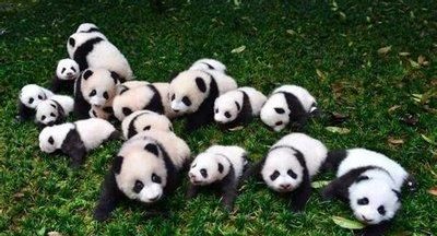 大象吃什么食物最好吃