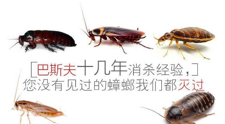 家庭自己消杀蟑螂,最有效的方法是什么!