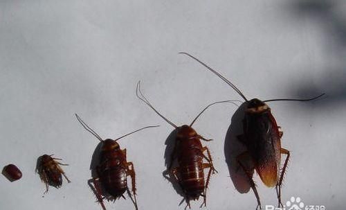 消灭蟑螂最快的办法白醋和八角