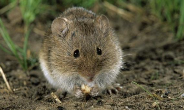 鼠科动物有哪些,鼠科有哪些动物图4