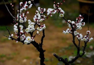 1626074241872837.png image.png