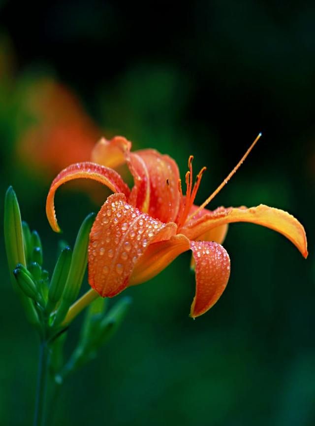 赞美妈妈的话语简短,赞美妈妈与女儿的词语?图2