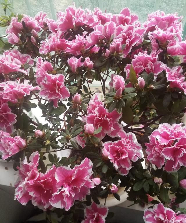 赞美妈妈的话语简短,赞美妈妈与女儿的词语?图4