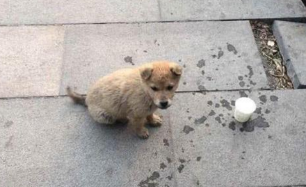 狗怕什么气味防止乱拉屎,风油精可以防止狗狗乱拉屎吗图2