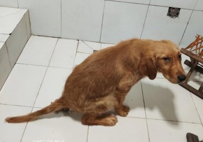 ​狗怕什么气味防止乱拉屎,风油精可以防止狗狗乱拉屎吗