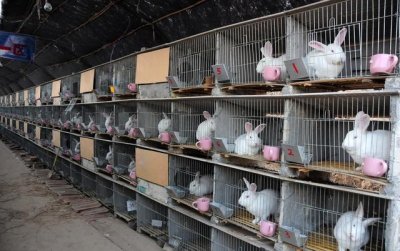 ​兔养殖基本知识（兔养殖技术要点）