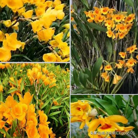 父亲节送什么花(适合父亲节用的鲜花介绍来咯)(3)