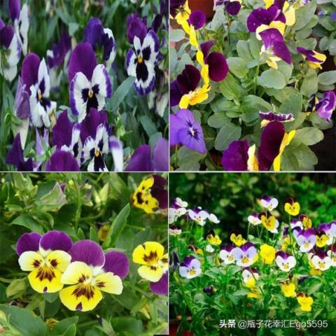 父亲节送什么花(适合父亲节用的鲜花介绍来咯)(5)