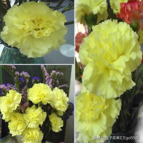 父亲节送什么花(适合父亲节用的鲜花介绍来咯)(2)